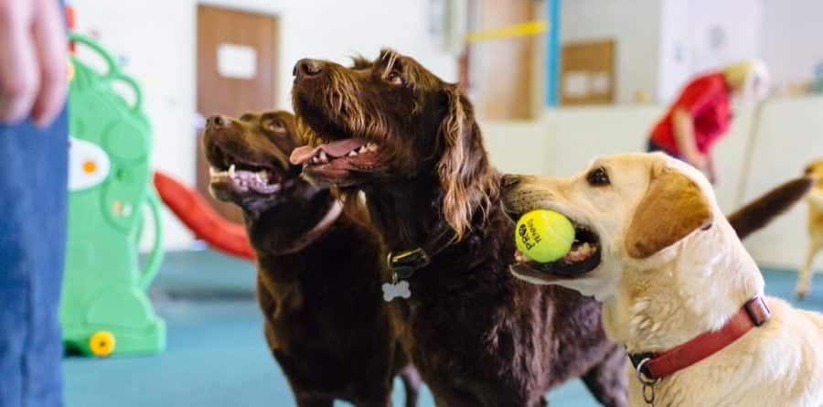 Canine Creche launches new franchise in Colchester