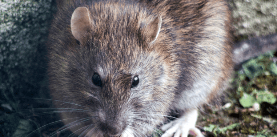 Lockdown boosts rat population to 150 million in the UK