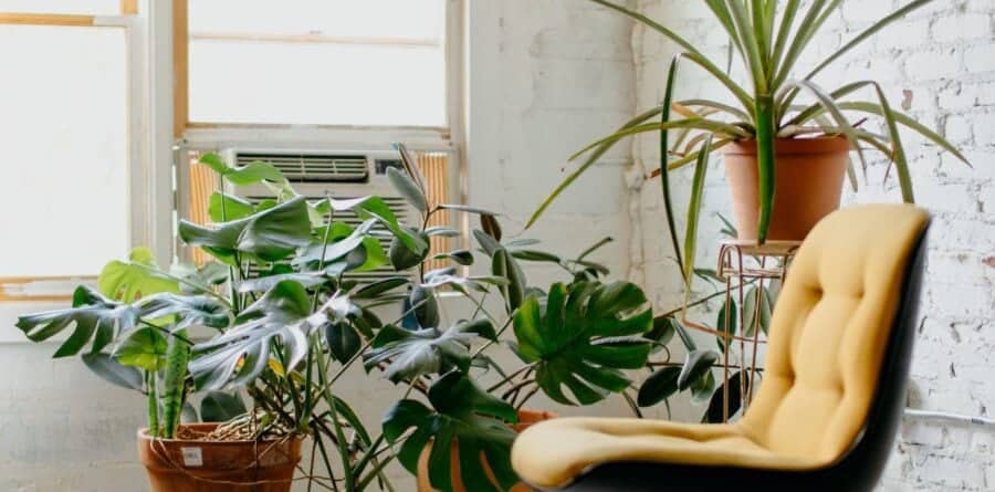6 Easy-Care Plants to Have in Your Office Space